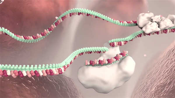 醫(yī)學(xué)科普免疫動(dòng)畫(huà)